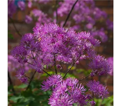 Thalictrum aquilegifolium 'Black Stockings' Thalictrum aquilegifolium 'Black Stockings'