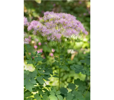 Thalictrum aquilegifolium 'Nimbus Pink' Thalictrum aquilegifolium 'Nimbus Pink'