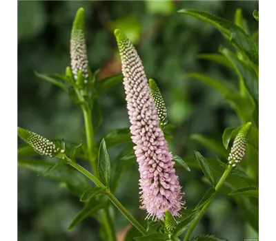 Veronica longifolia 'First Choice' Veronica longifolia 'First Choice'