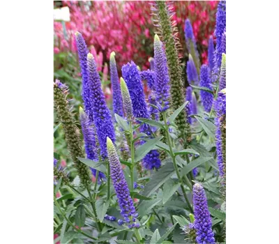Veronica longifolia 'First Glory' Veronica longifolia 'First Glory'