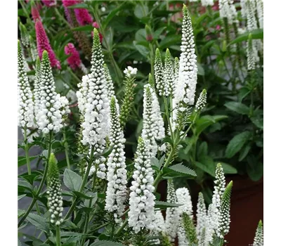 Veronica longifolia 'First Lady' Veronica longifolia 'First Lady'