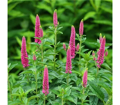 Veronica longifolia 'First Love' Veronica longifolia 'First Love'