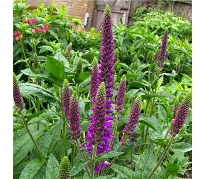 Veronica longifolia 'First Match' Veronica longifolia 'First Match'