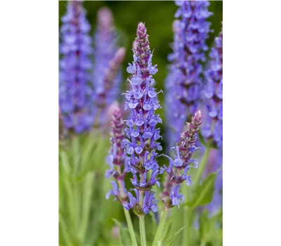 Salvia nemorosa 'Blauhügel' Salvia nemorosa 'Blauhügel'