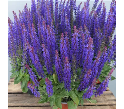 Salvia nemorosa 'Blue Bouquetta' -R- Salvia nemorosa 'Blue Bouquetta' -R-