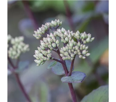 Sedum Maximum-Hybr.'Matrona' Sedum Maximum-Hybr.'Matrona'