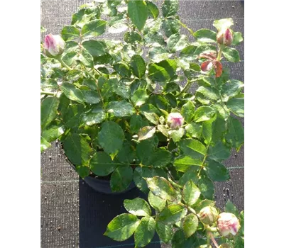 Rose 'Eden Rose' -R- Rose 'Eden Rose' -R-