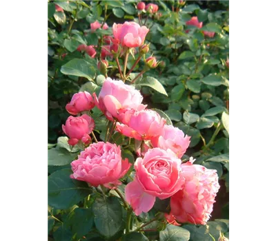 Rose 'Leonardo da Vinci' -R-