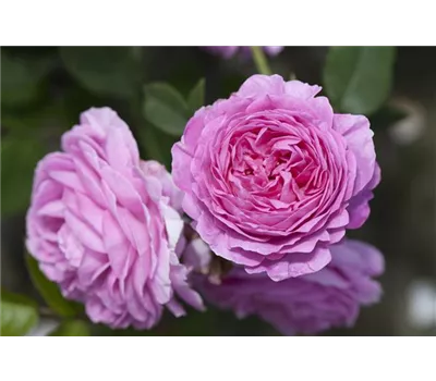 Rose 'Louise Odier' Rose 'Louise Odier'