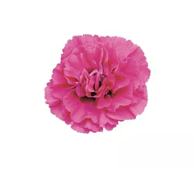 Dianthus Devon Cottage 'Devon Wizard' Dianthus Devon Cottage 'Devon Wizard'