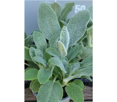 Stachys byzantina 'Silver Carpet' Stachys byzantina 'Silver Carpet'
