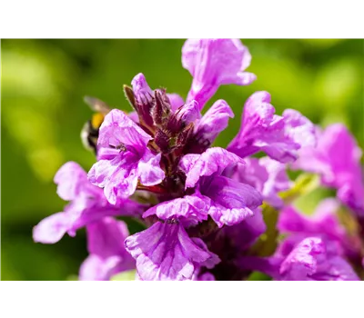 Stachys grandiflora 'Superba' Stachys grandiflora 'Superba'