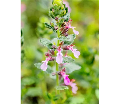 Teucrium chamaedrys 'Nanum' Teucrium chamaedrys 'Nanum'