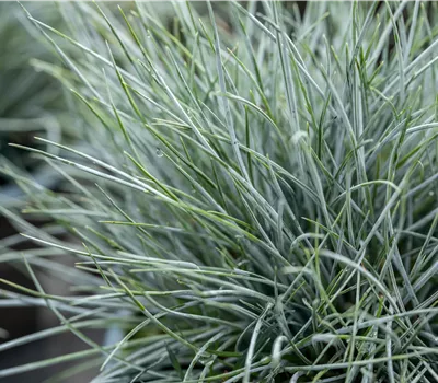 Festuca valesiaca 'Zwergenkönig' Festuca valesiaca 'Zwergenkönig'