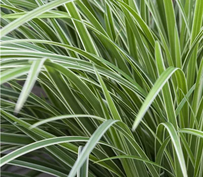 Carex morrowii 'Ice Dance' Carex morrowii 'Ice Dance'