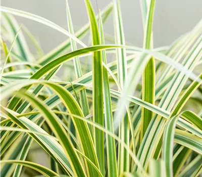 Carex morrowii 'Vanilla Ice' Carex morrowii 'Vanilla Ice'
