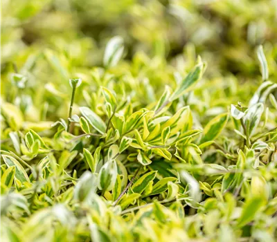 Arabis ferdinandi-coburgi 'Old Gold' Arabis ferdinandi-coburgi 'Old Gold'