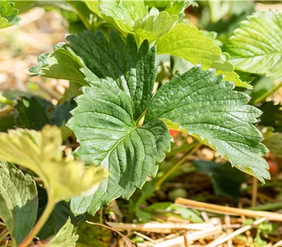 Fragaria 'Elsanta' Fragaria 'Elsanta'