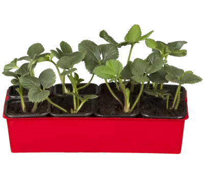 Fragaria 'Korona' Fragaria 'Korona'