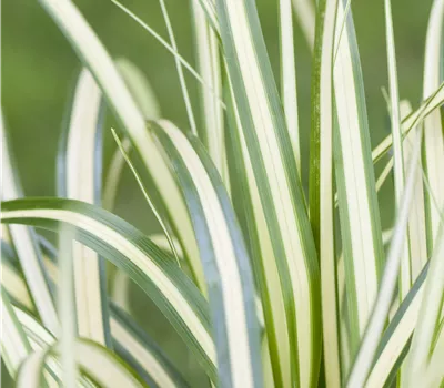 Carex hachijoensis 'Evergold' Carex hachijoensis 'Evergold'