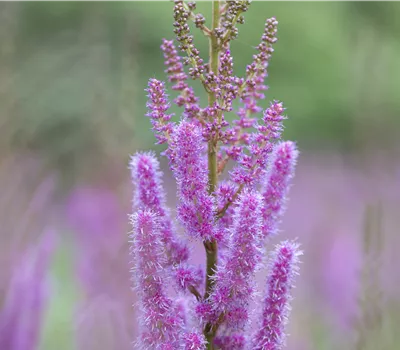 Astilbe chin. var. pumila, gen. Astilbe chin. var. pumila, gen.