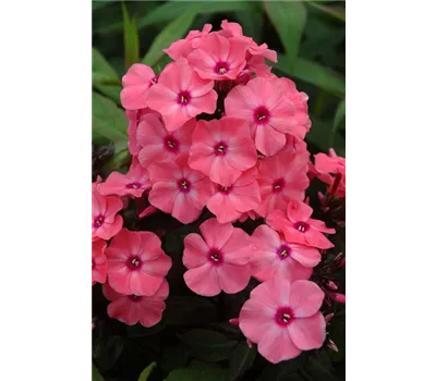 Phlox pan. 'Sweet Summer Dream' -R- Phlox pan. 'Sweet Summer Dream' -R-