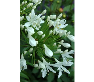Agapanthus Hybr.'Polar Ice' Agapanthus Hybr.'Polar Ice'