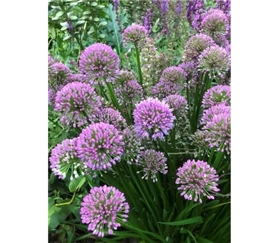 Allium Hybr. 'Millenium' Allium Hybr. 'Millenium'