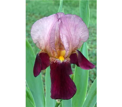 Iris Barb.-Elat.'Indian Chief' Iris Barb.-Elat.'Indian Chief'
