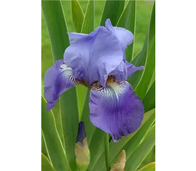 Iris Barb.-Elat.'Harbor Blue' Iris Barb.-Elat.'Harbor Blue'