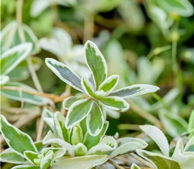 Arabis ferdinandi-coburgi 'Variegata' Arabis ferdinandi-coburgi 'Variegata'