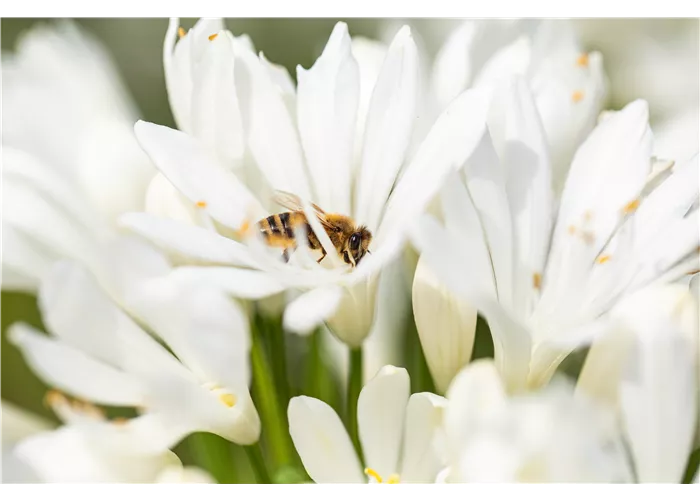 Insektenfreundliche Stauden Insektenfreundliche Stauden