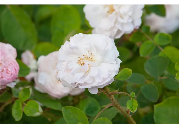 Duftende Rosen Duftende Rosen