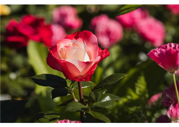 Klassische Edelrosen Klassische Edelrosen
