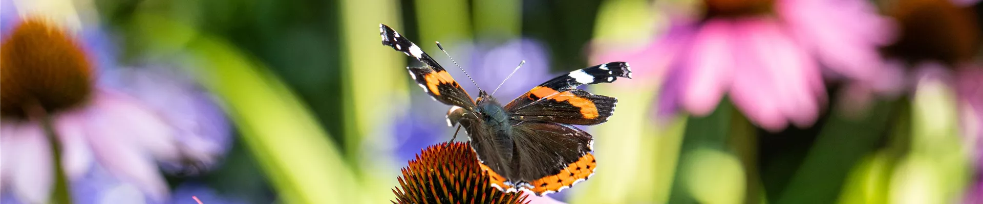 GS670687_Schmetterling auf Blüte_ GS670687_Schmetterling auf Blüte_