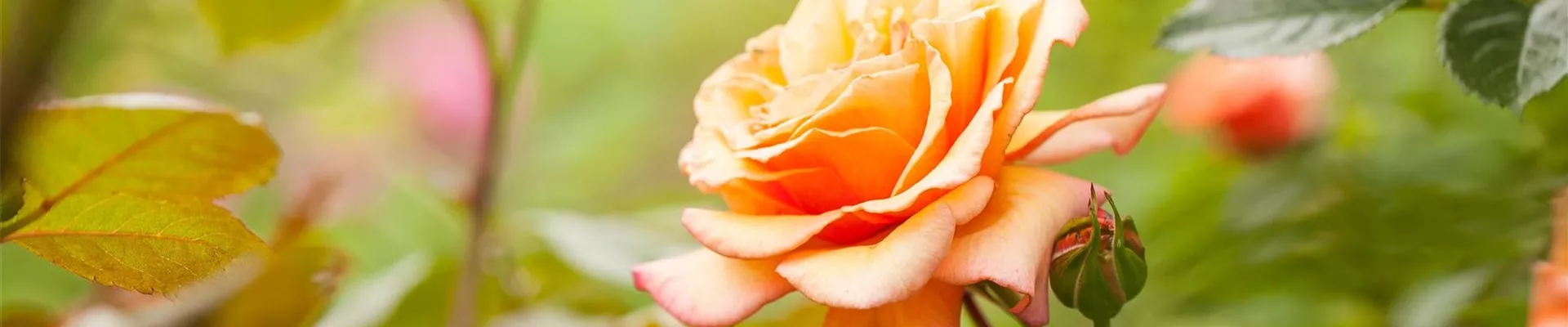 GS528548_Strauchrose_-0-235-2808-601 GS528548_Strauchrose_-0-235-2808-601