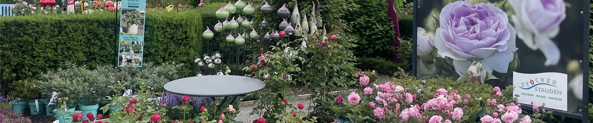 Die schönsten Rosen kaufen Sie bei Stöcker Stauden Die schönsten Rosen kaufen Sie bei Stöcker Stauden