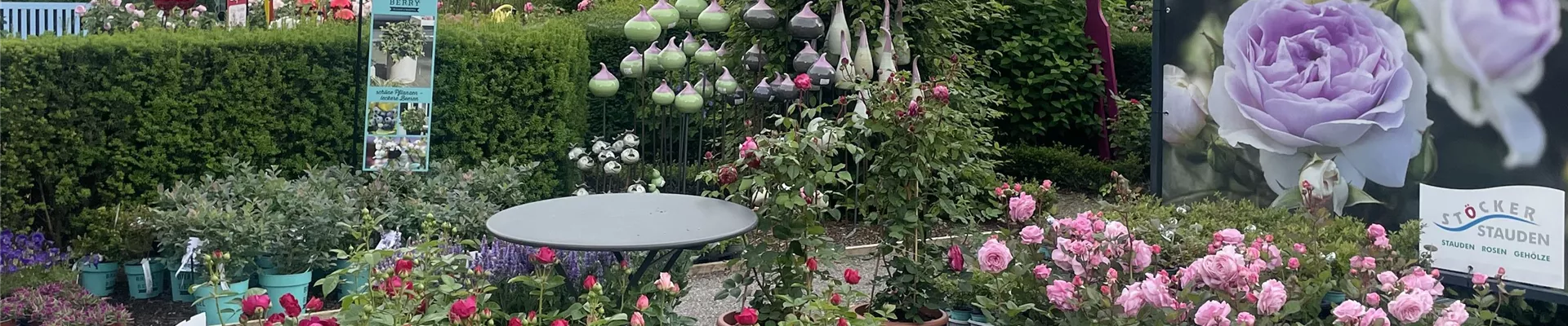 Die schönsten Rosen kaufen Sie bei Stöcker Stauden Die schönsten Rosen kaufen Sie bei Stöcker Stauden