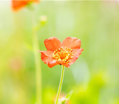 Geum chiloense 'Feuerball' Geum chiloense 'Feuerball'