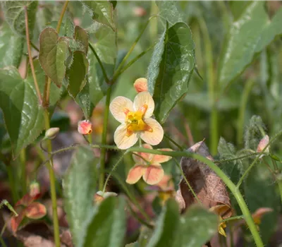 Epimedium x warleyense 'Orangekönigin'