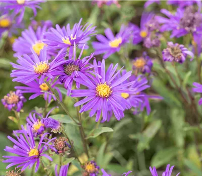 Aster amellus 'Mira' Aster amellus 'Mira'