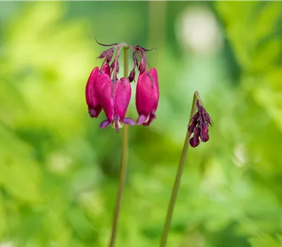 Dicentra formosa 'Bacchanal' Dicentra formosa 'Bacchanal'