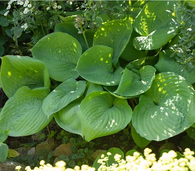 Hosta elata Hosta elata