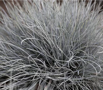 Festuca glauca 'Eisvogel' Festuca glauca 'Eisvogel'