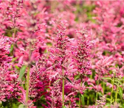 Agastache mexicana 'Red Fortune' Agastache mexicana 'Red Fortune'