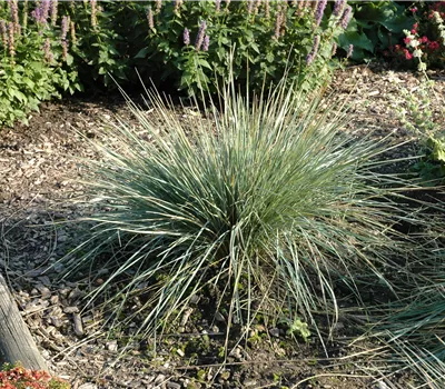 Helictotrichon sempervirens 'Saphirsprudel' Helictotrichon sempervirens 'Saphirsprudel'