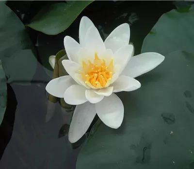 Nymphaea tuberosa 'Gladstoniana' Nymphaea tuberosa 'Gladstoniana'