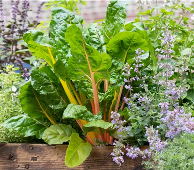 Beta vulgaris (Mangold) 'Bright Lights' Beta vulgaris (Mangold) 'Bright Lights'