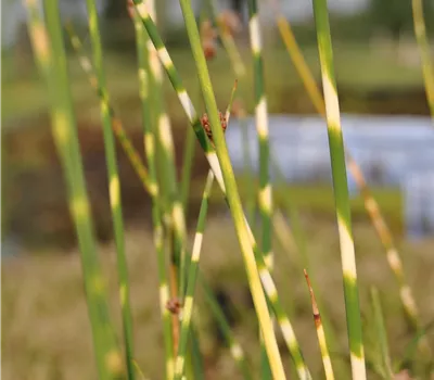 Scirpus lacustris tabernaemont.'Zebrinus' Scirpus lacustris tabernaemont.'Zebrinus'