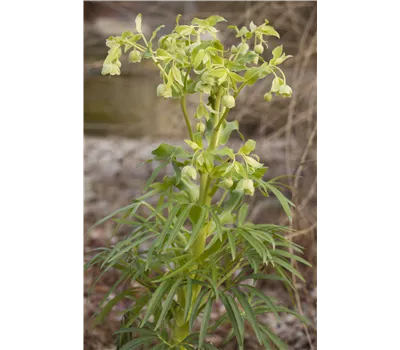 Helleborus foetidus Helleborus foetidus